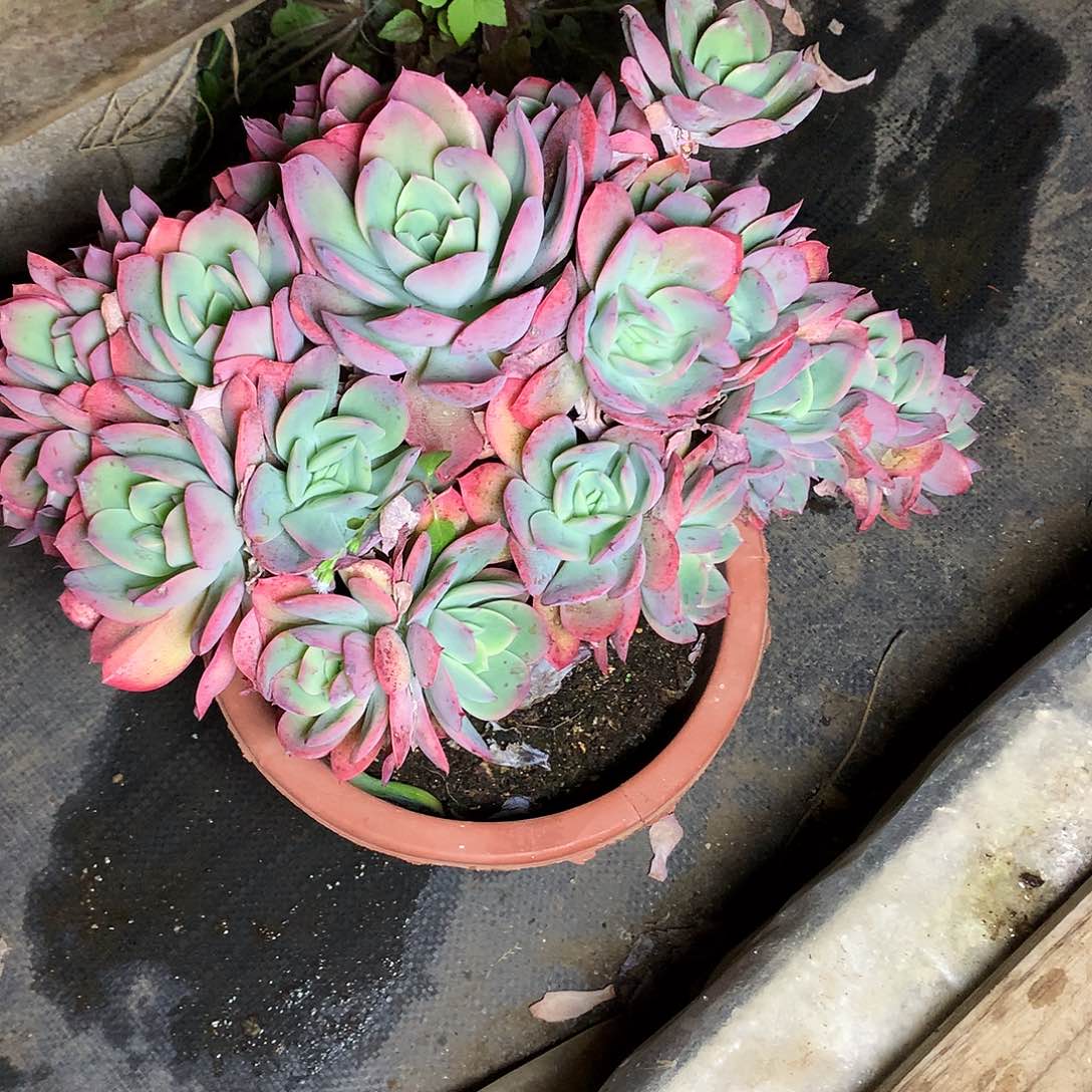 绮罗仙子一物一拍