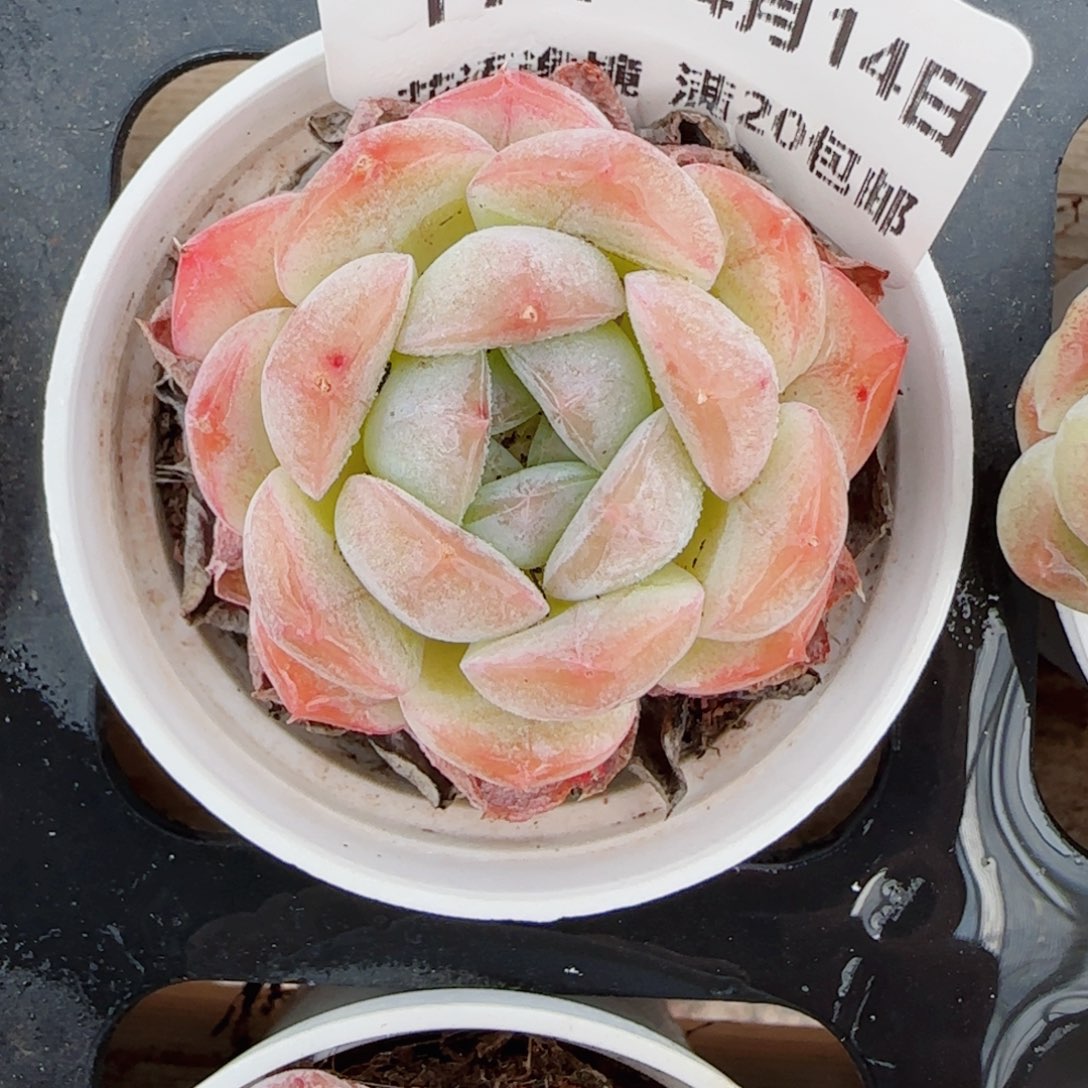 花语逸镜0414-174