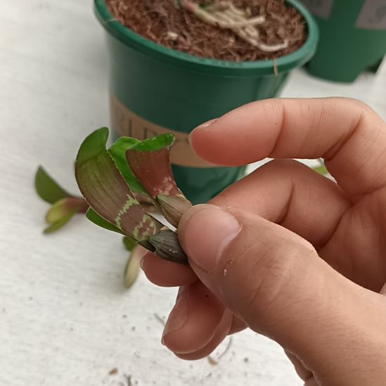 十***四无花朵特色花卉君子兰小苗君