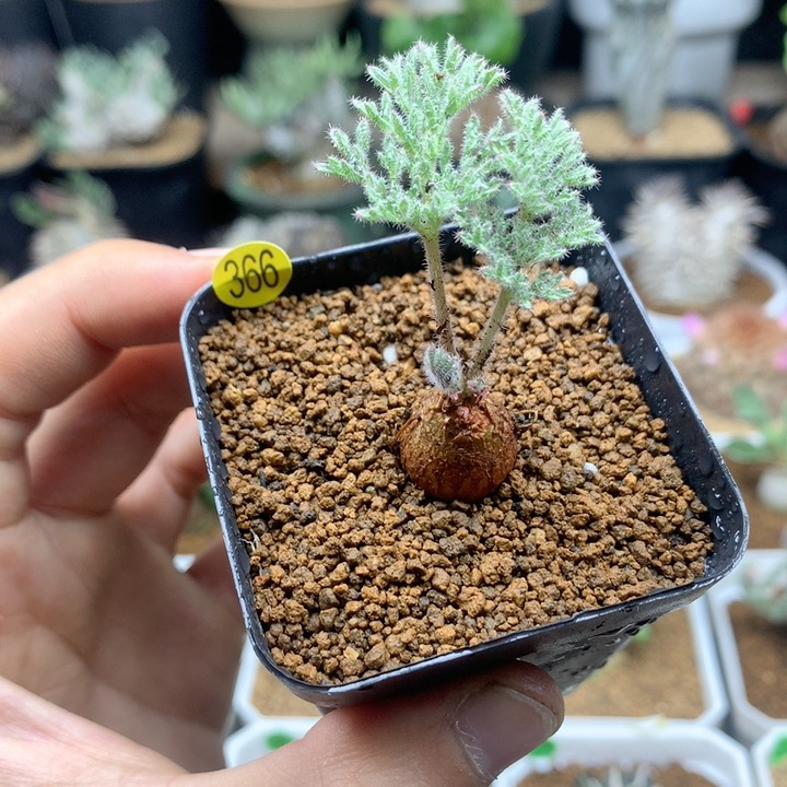 小枯木洋葵带盆多肉