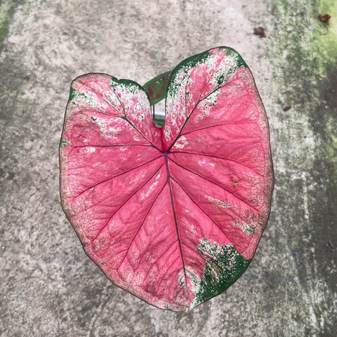 无花朵莫妮卡不包叶损不包球