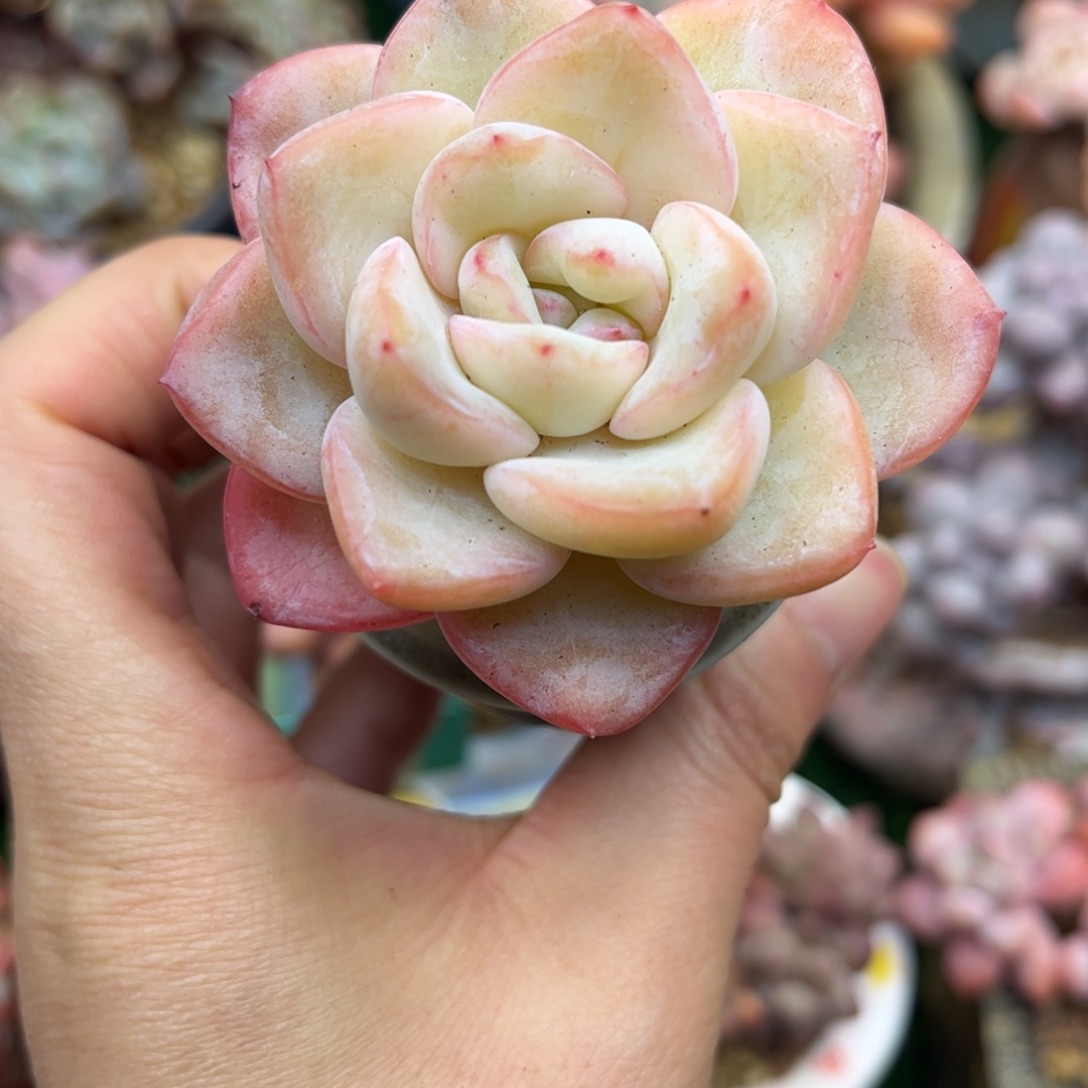 奶油泡芙老桩单头7冠幅