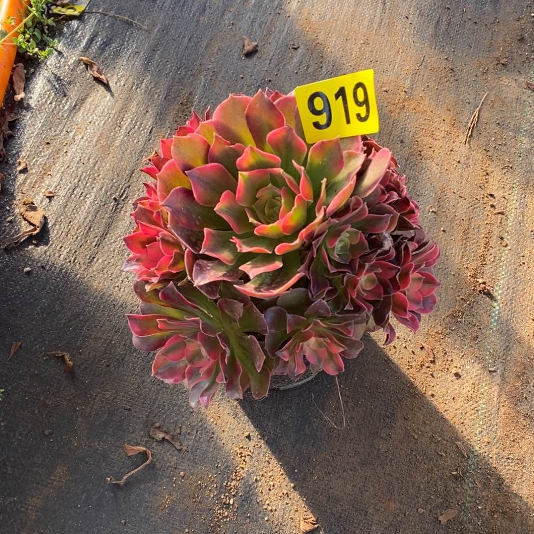 香妃多肉法师919