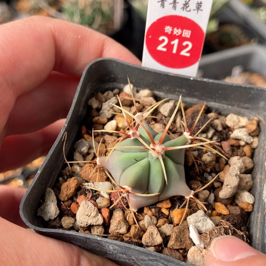 实生输入花刺春楼一颗仙人球