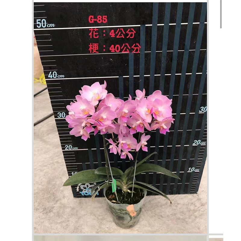 1.7寸 桃之夭夭-苗（叶微瑕少根）珍奇蝴蝶兰