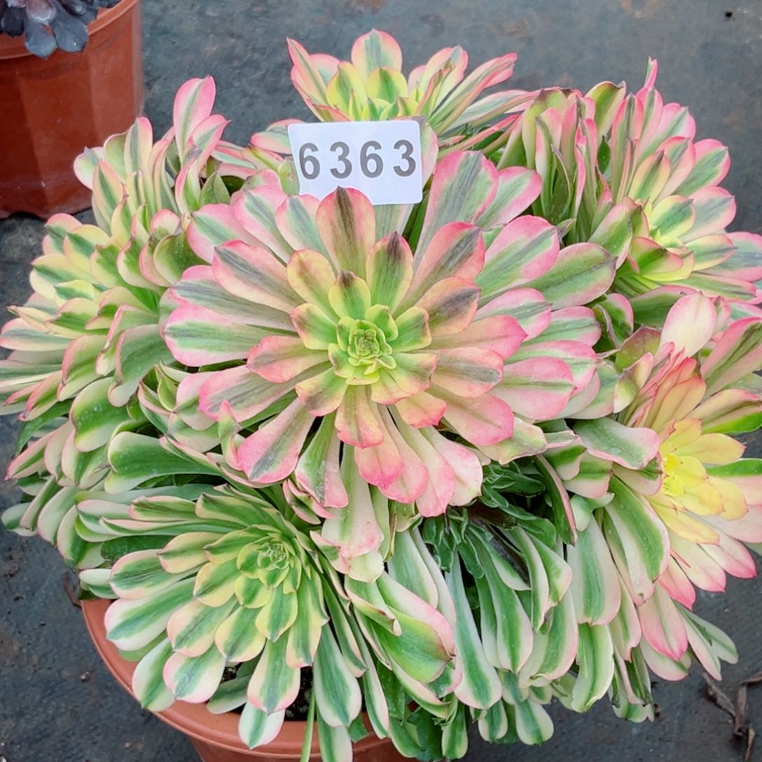 新品粉钻多肉特价发货