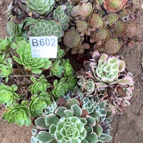 602五颗法师多肉植物