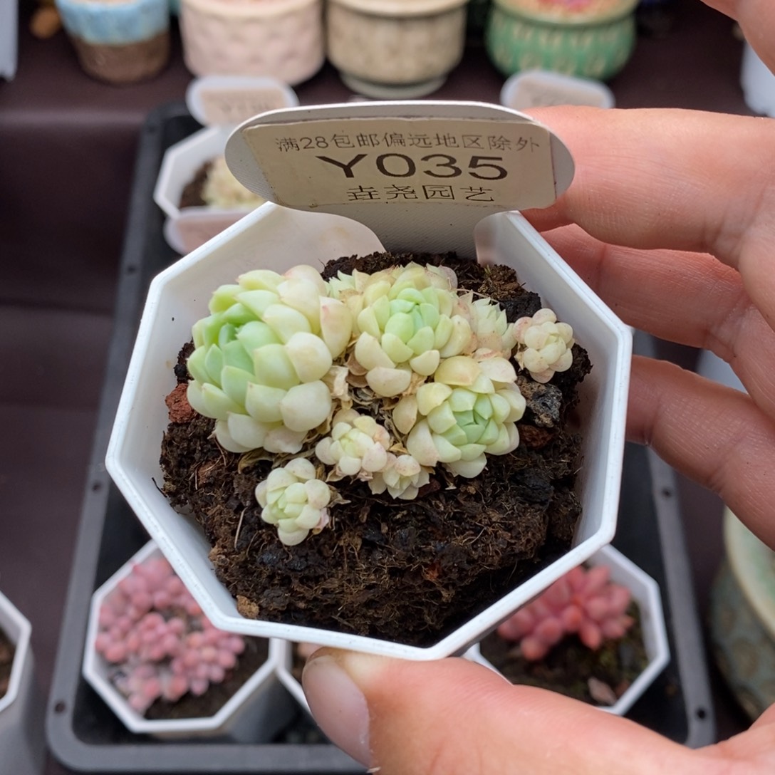 0035 羊酯球 4.5cm 