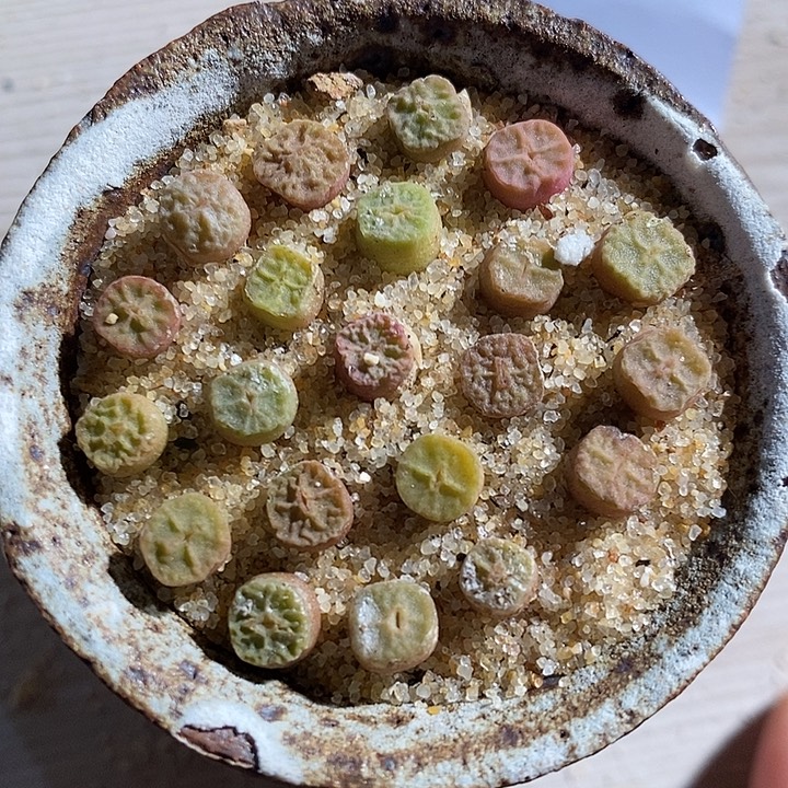 31349。 一组方烧。  