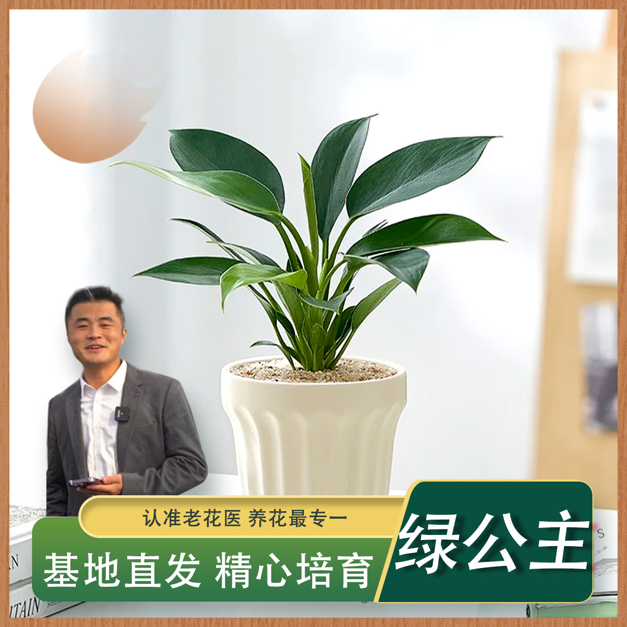 绿公主观叶植物客厅室内桌面盆栽净化空气庭院前台优雅