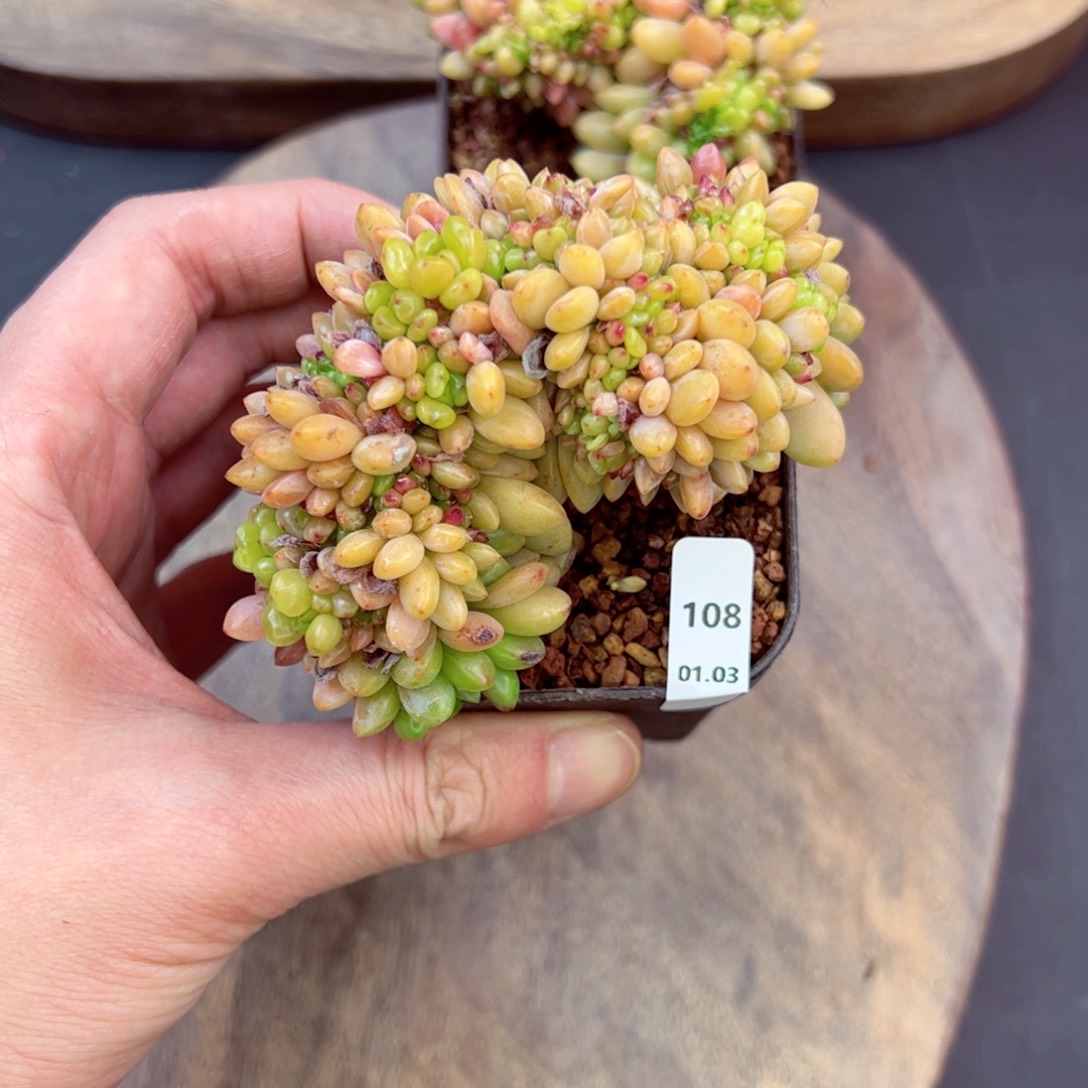 好好看108、哈哈哈哈