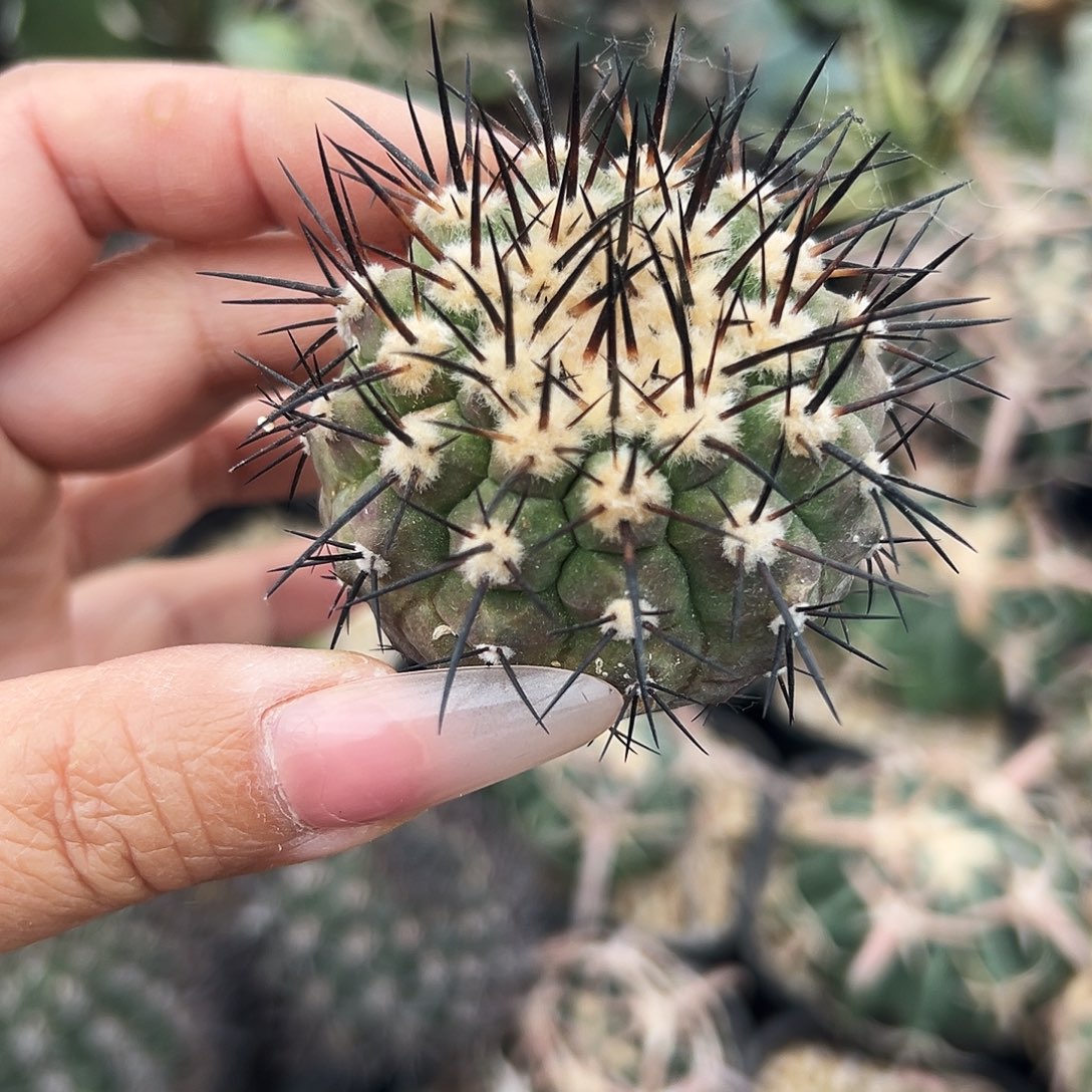 黑王仙人球666666696