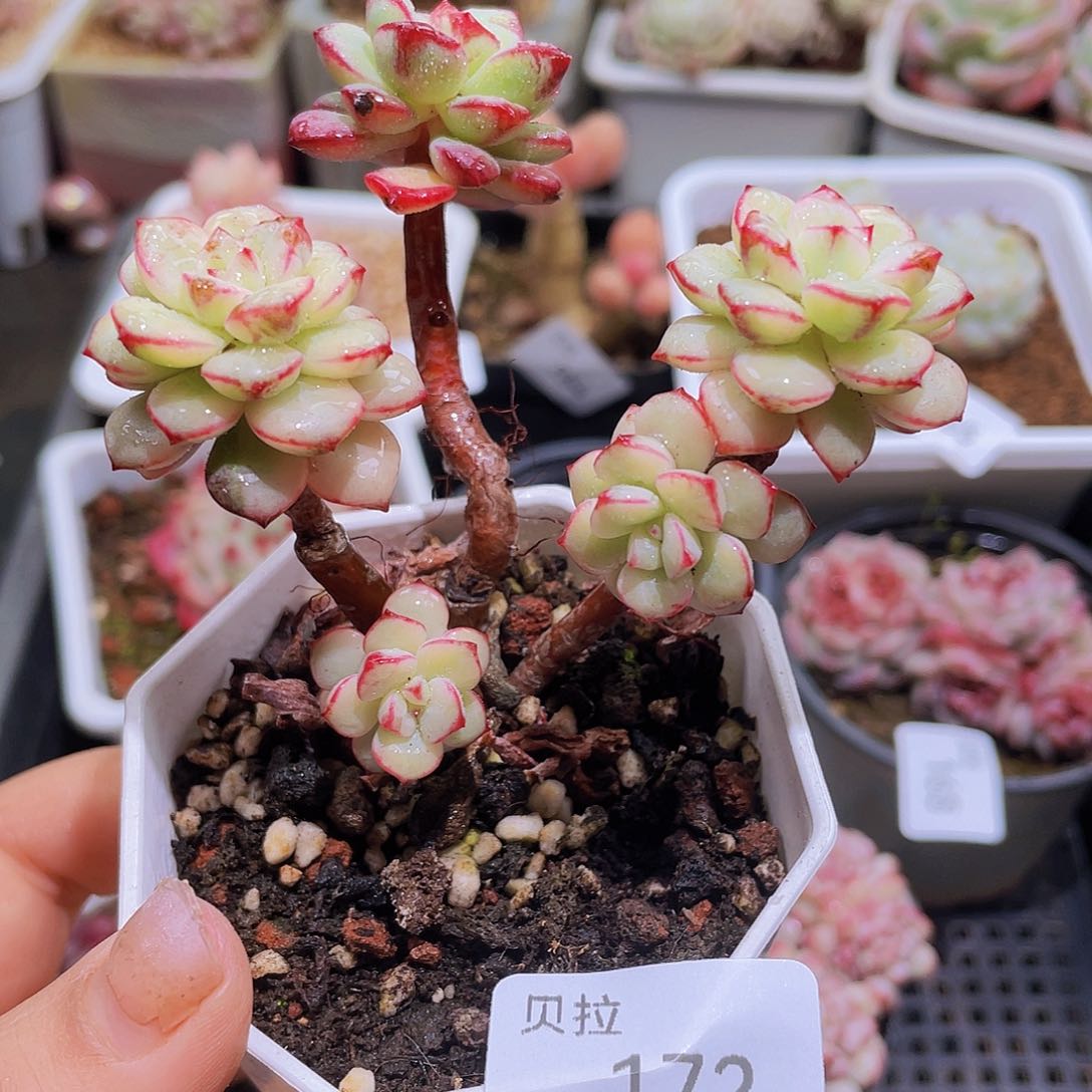 172 精品多肉一物一拍