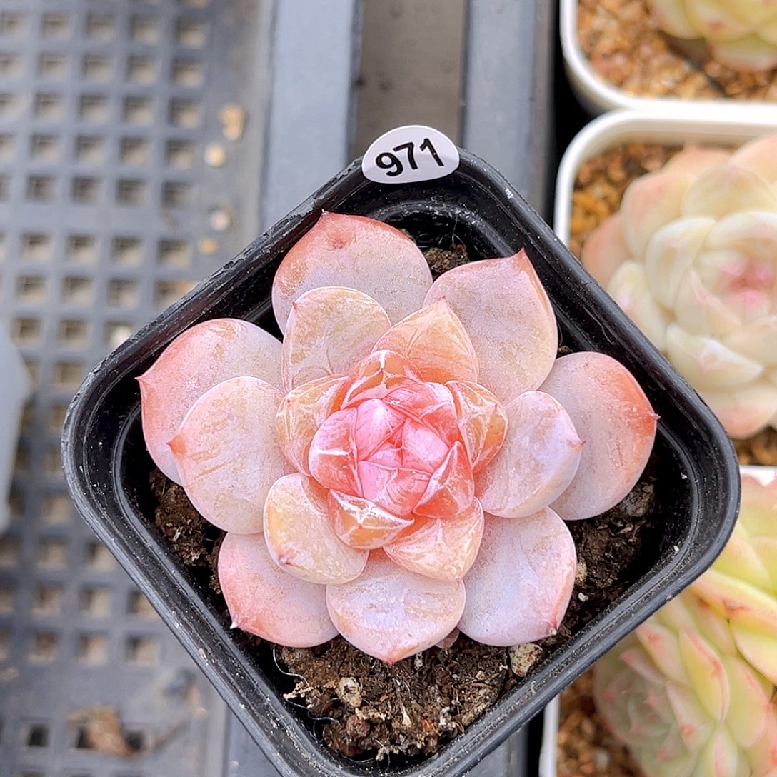 971  新品珍妮18包邮