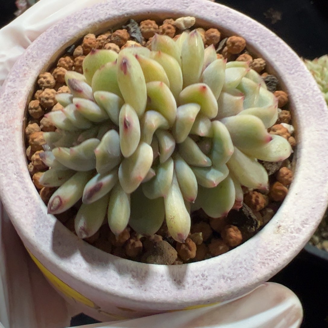 新年快乐 新年快乐 