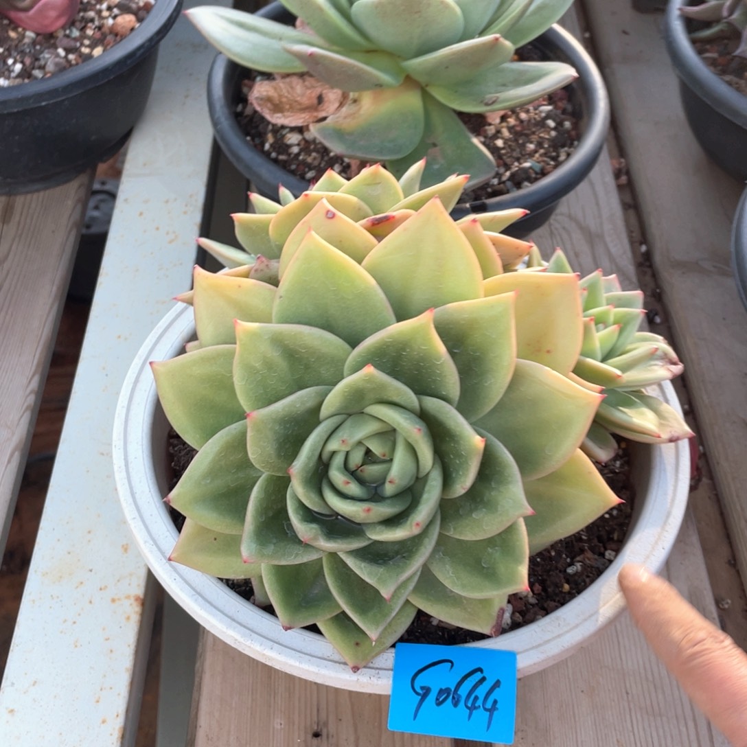 多肉植物多肉植物0644