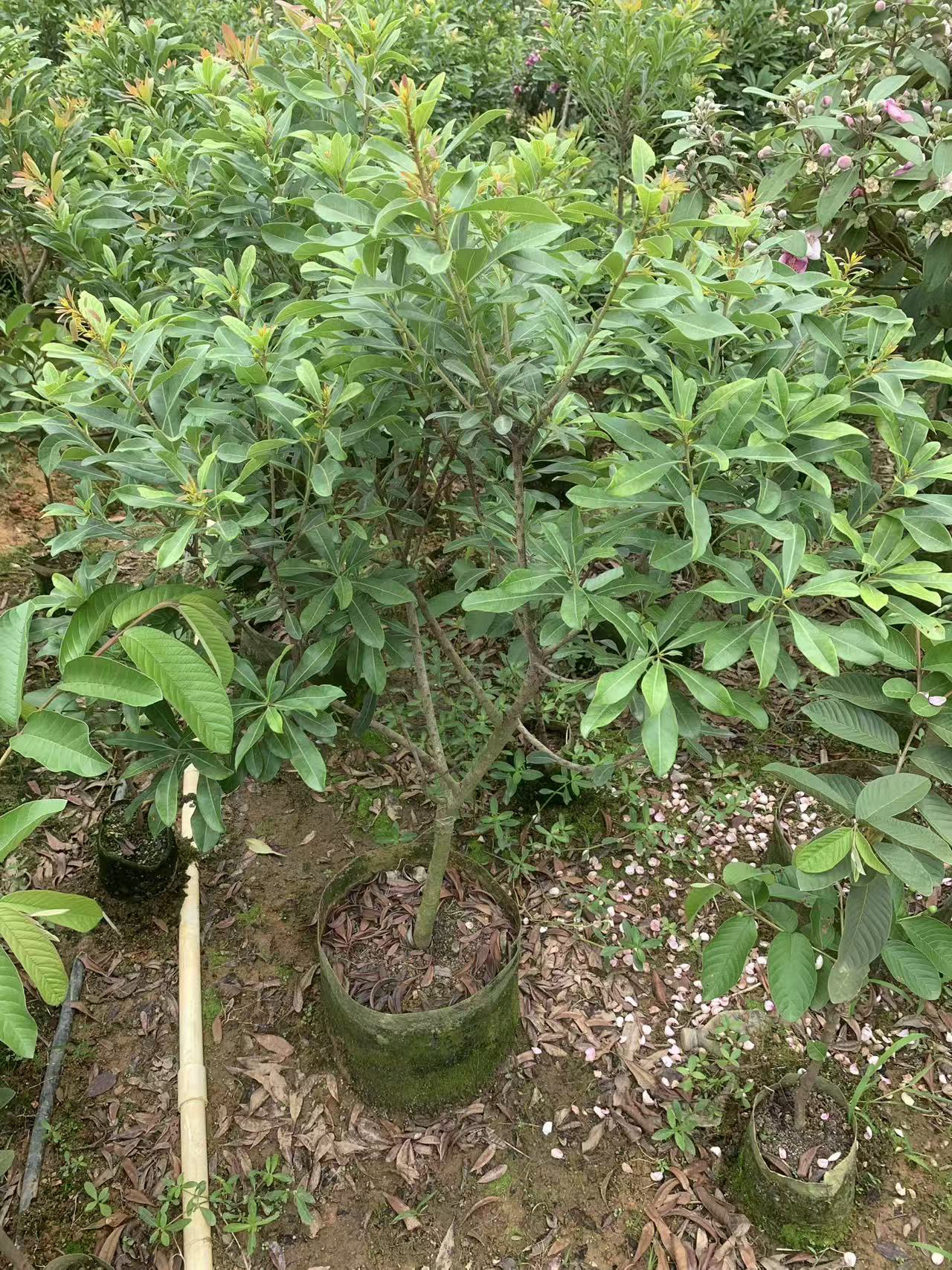 地线连盆栽绿植……