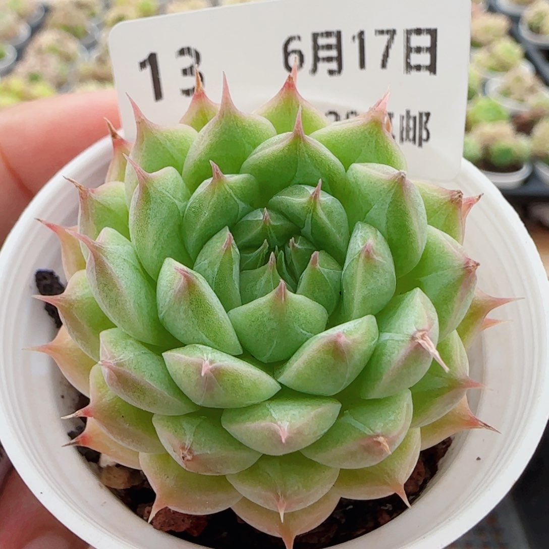 花语逸镜0617-13海王