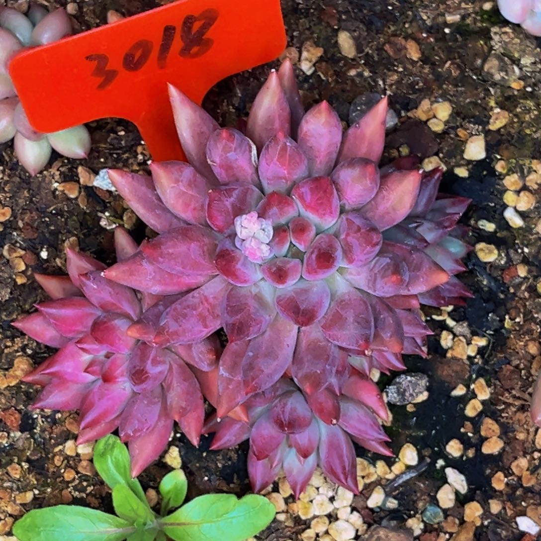 3018号晚上多肉植物群生多肉植物