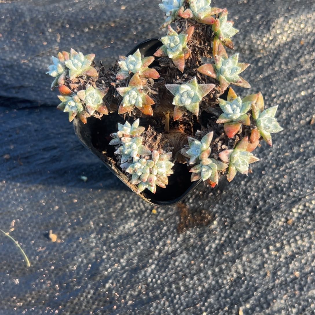 白菊仙女杯～一物一拍406