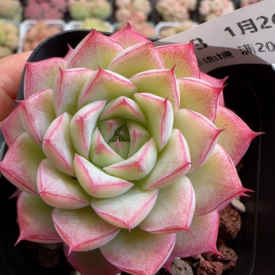 花语逸镜0126-323女王