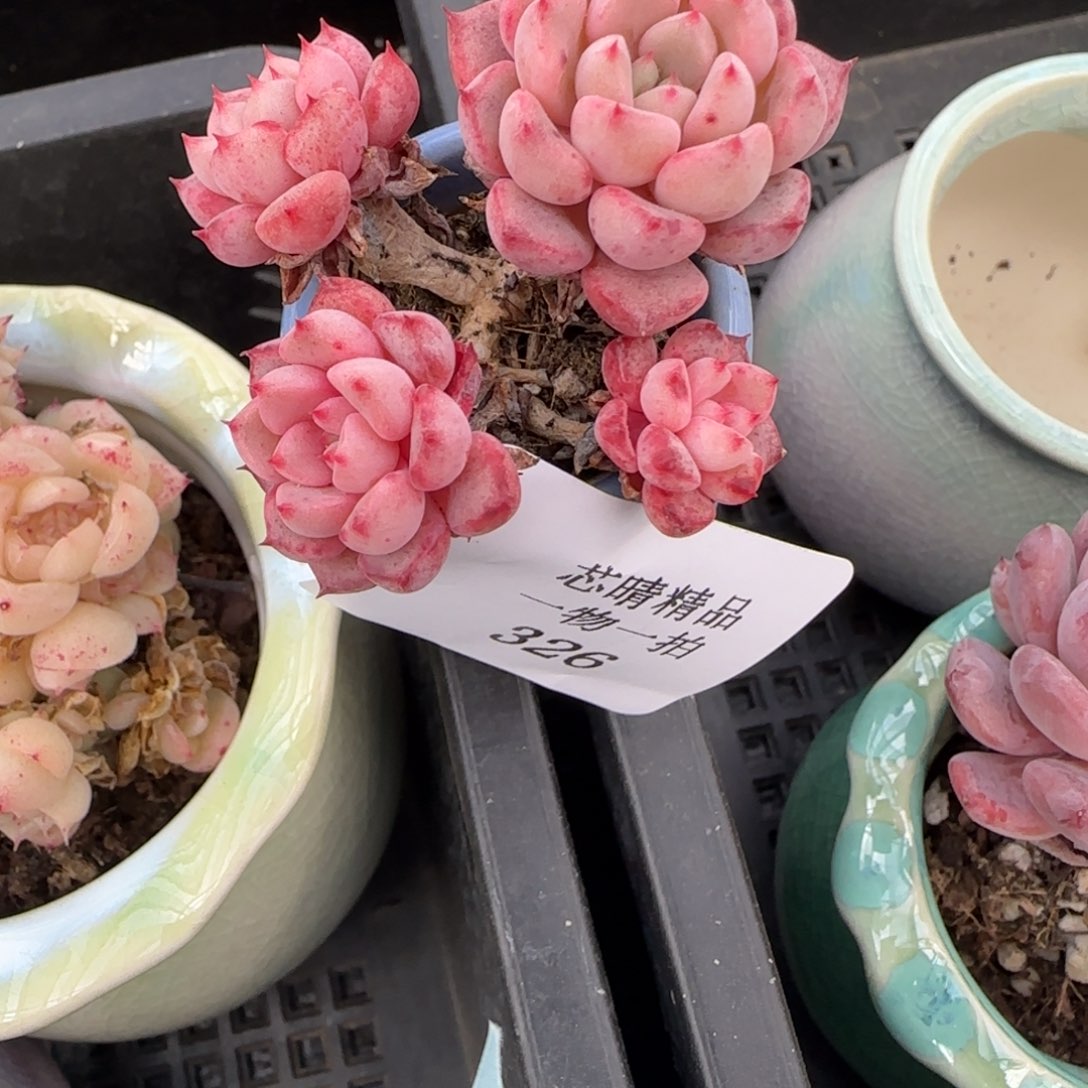 闪购精品多肉326号