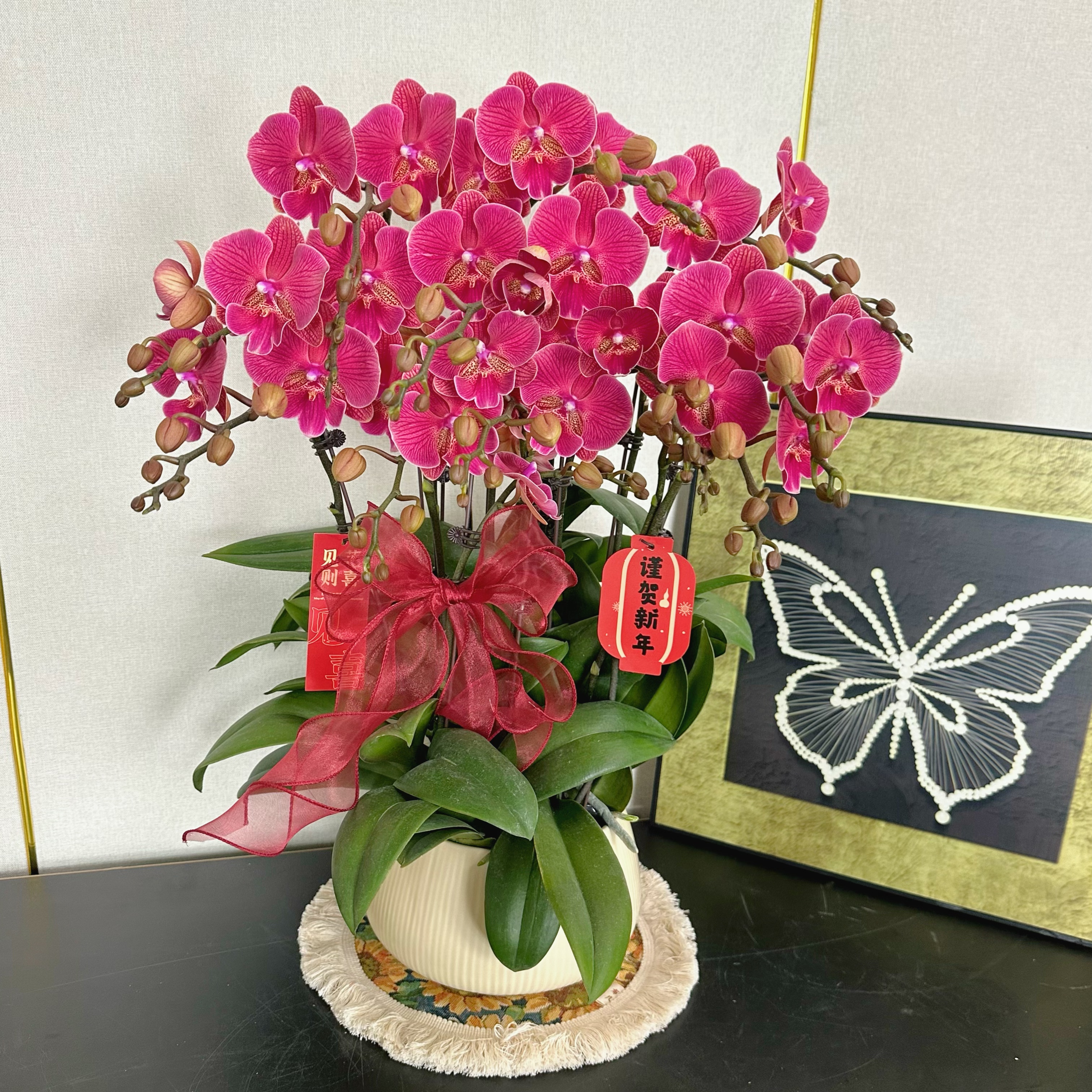 花汐蝴蝶兰【花木兰】年宵花乔 迁之喜 带花带花苞发货好养花期长