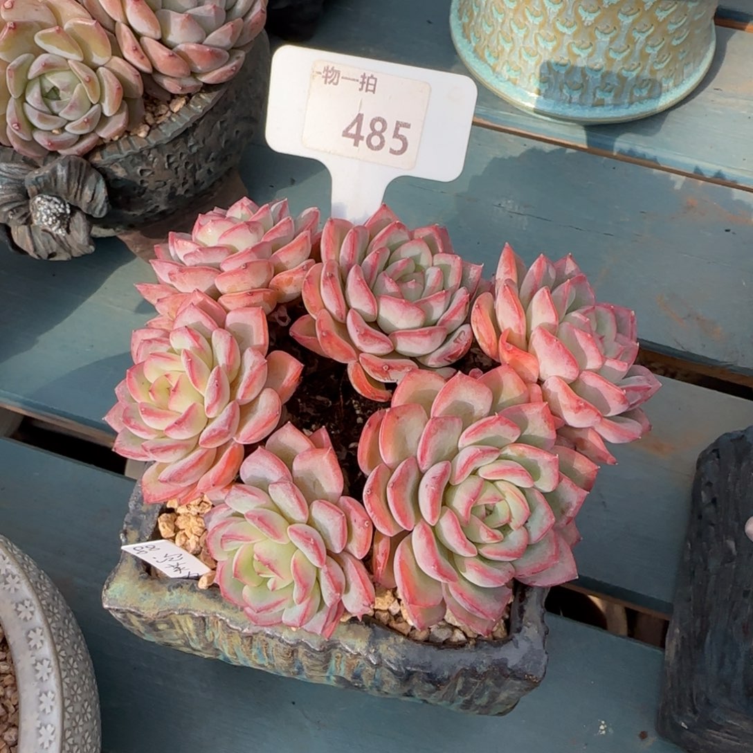 s****解忧一物一拍485泡芙杂