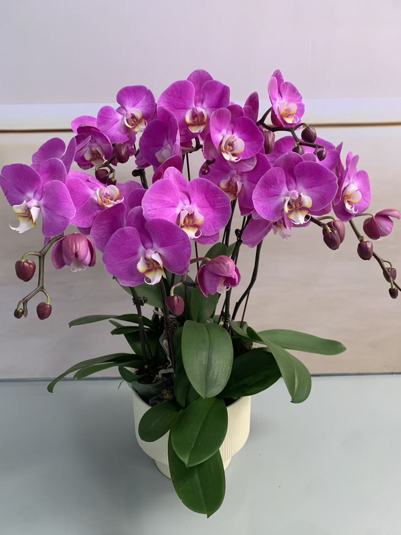 【粉宝图】蝴蝶兰盆栽带花苞花剑大苗客厅室内四季好养活植物花卉