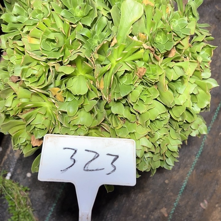 多肉植物绿羊绒法师