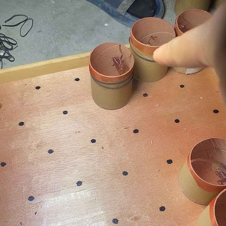 百***鸟天津市杨鹏聚蝈蝈分房一条