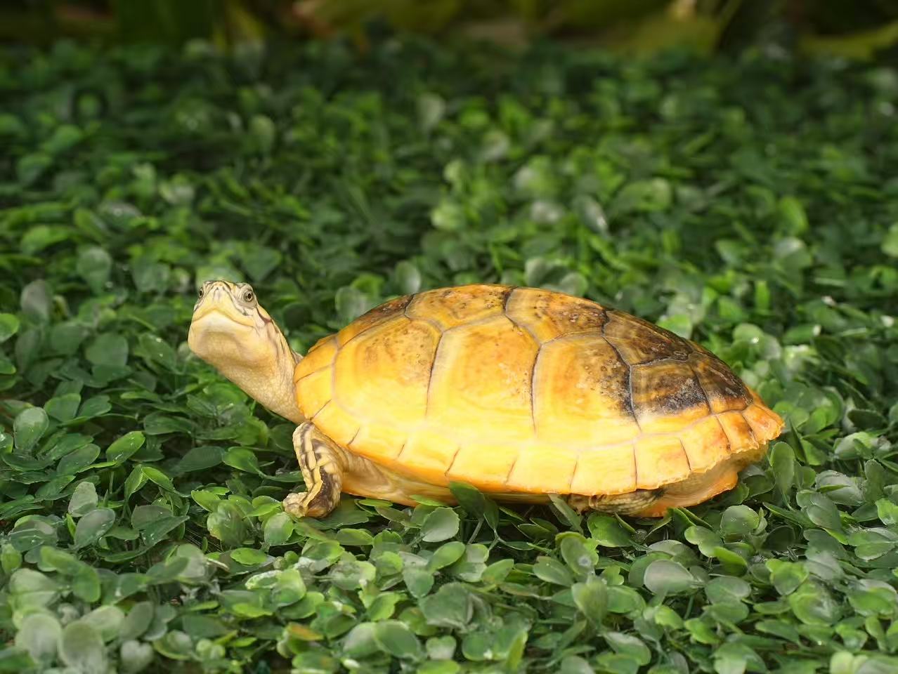 人工合法养殖观赏龟自产自销直播间链接，