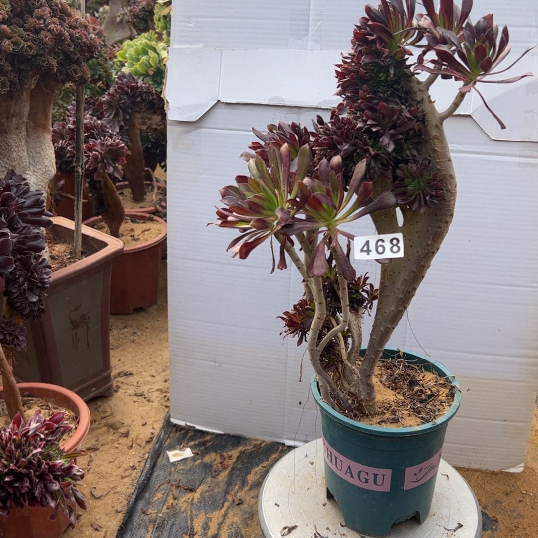 有伤黑缀468啦啦啦