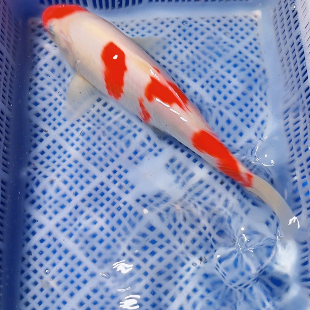 锦鲤精品锦鲤包邮包损