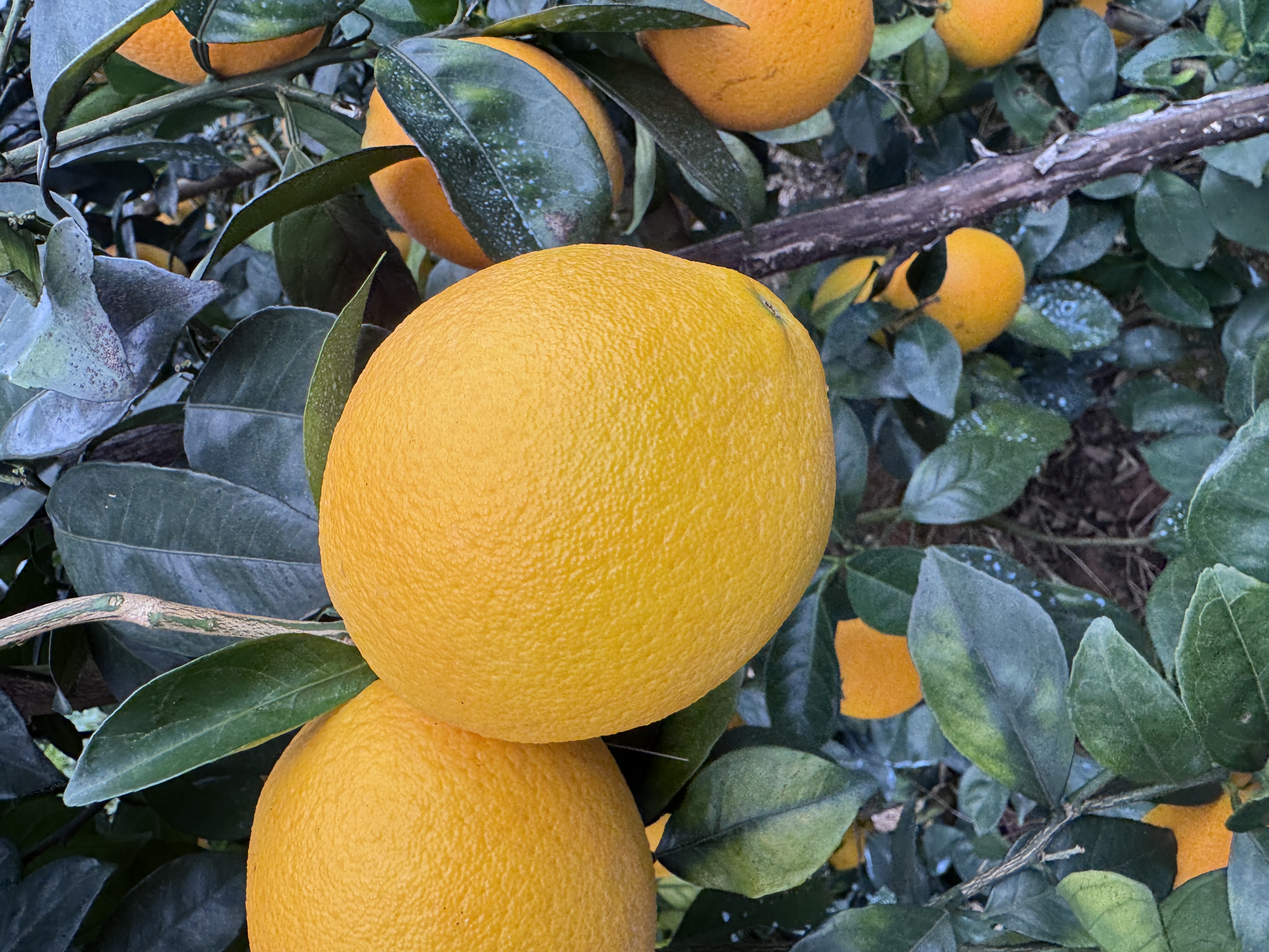 新鲜现摘赣南脐橙现摘现香甜多汁