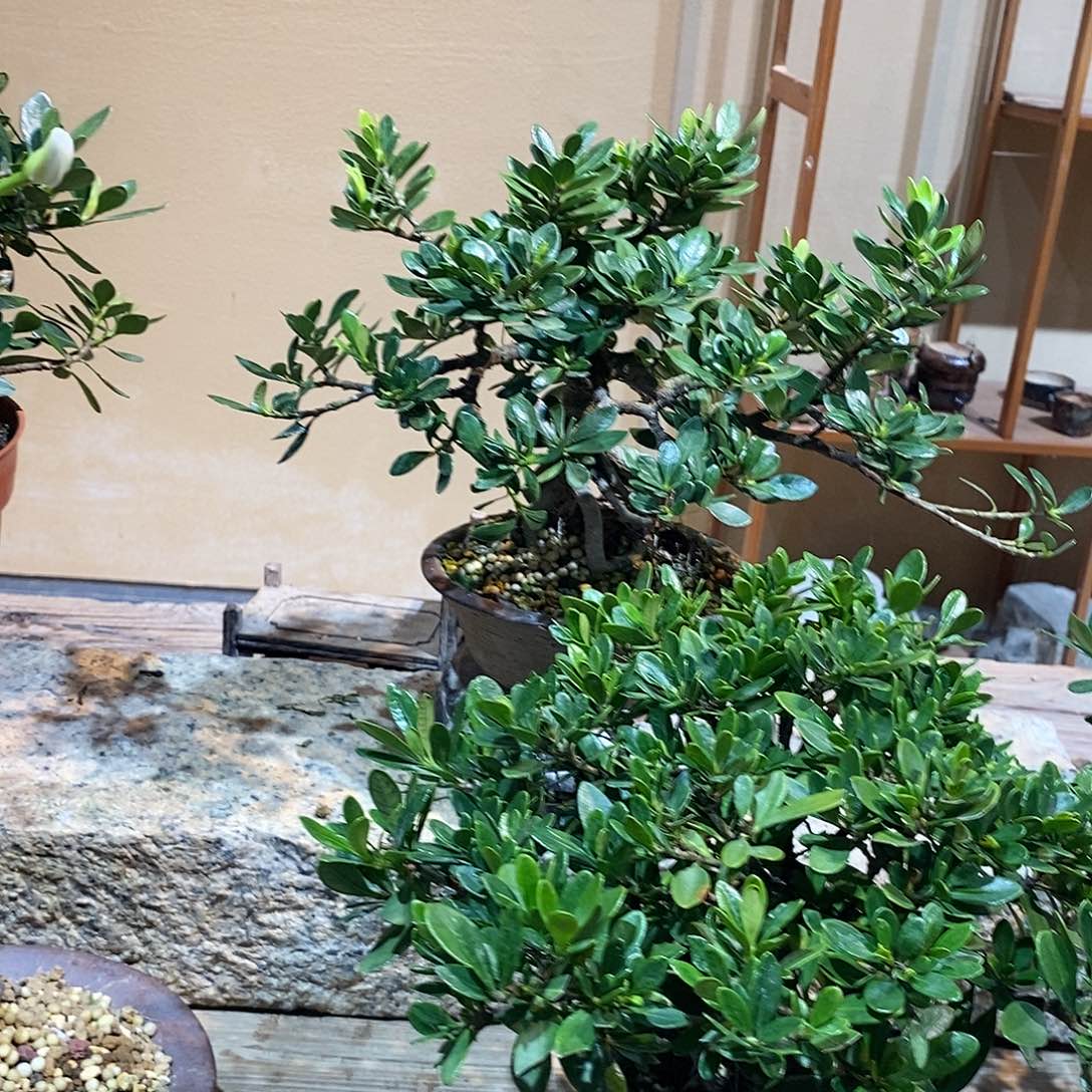 无花朵肥*栀子花