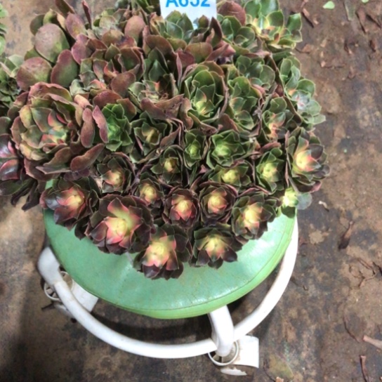 百***乐无花朵香妃法师多肉植物652号