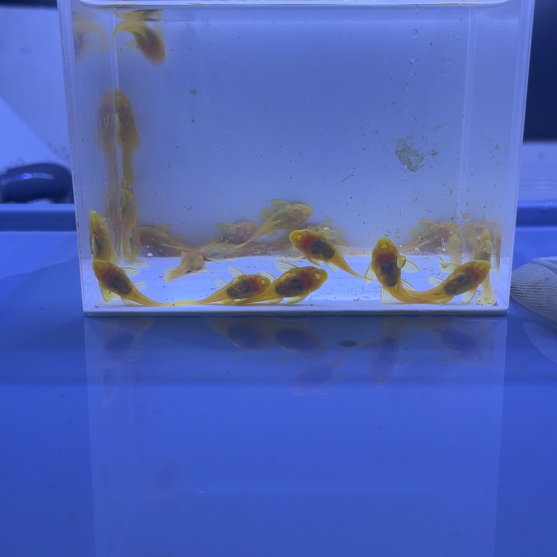 孔雀鱼胡子二十条开箱视频报损