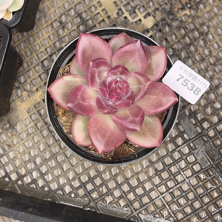 阿雅园艺。      7538迷雾泡泡