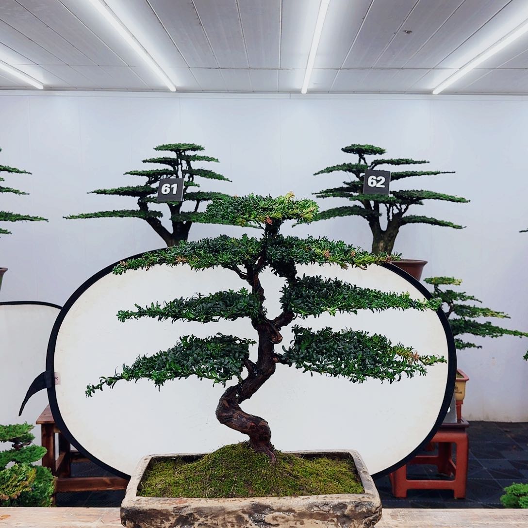 无花朵新*程000000000000