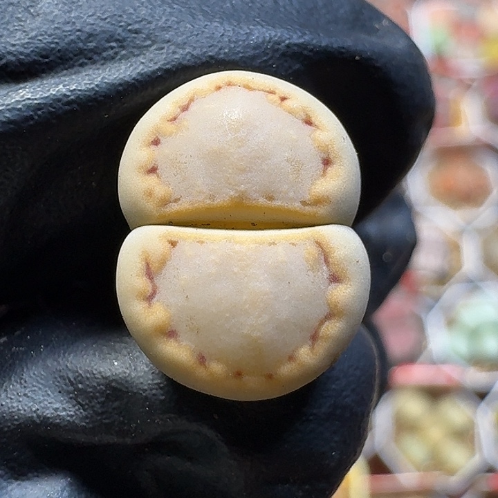 生石花1111111。  188