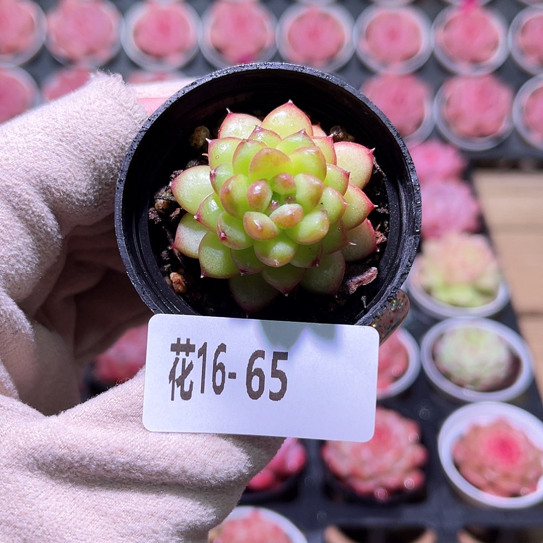 花利美16-65绿水鬼