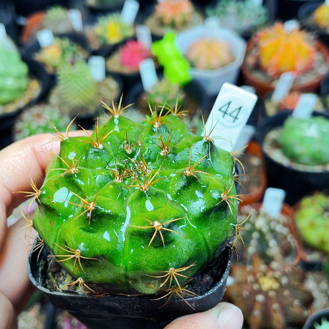 非偏远地区满25包邮仙人球