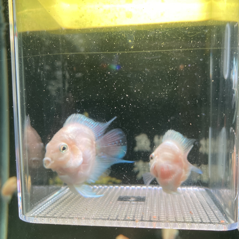 迷你鹦鹉鱼 白金一对