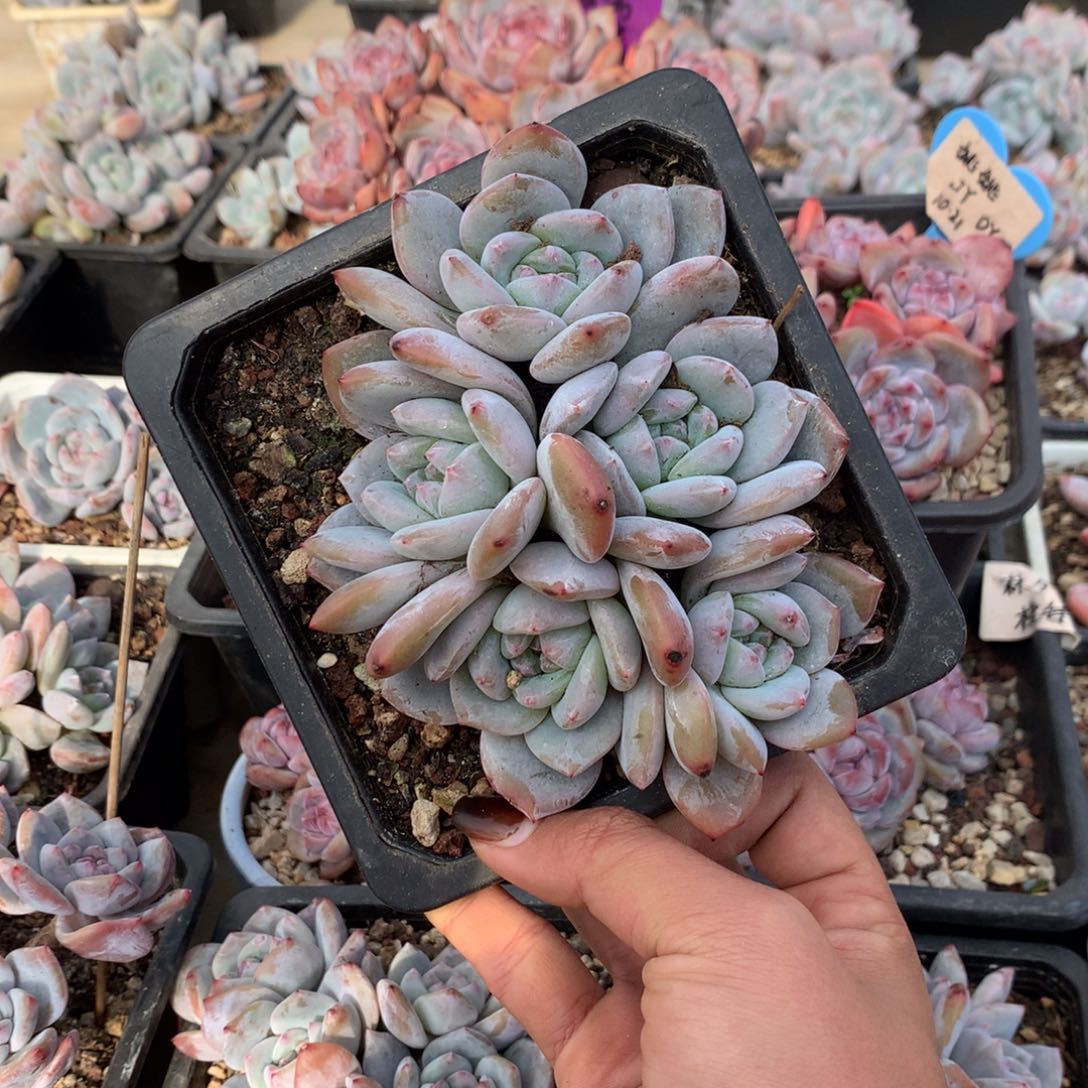 石榴籽五头小脸花花