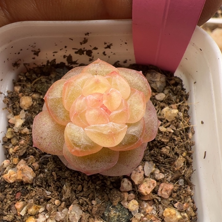 东***方对方专拍链接啊阿啊阿