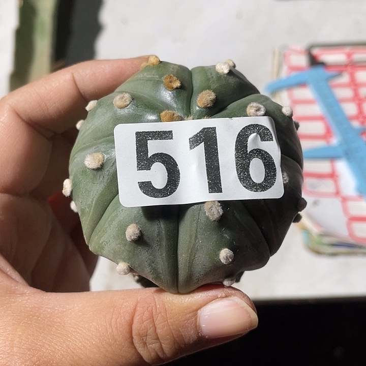 516号草球嫁接琉璃兜一颗