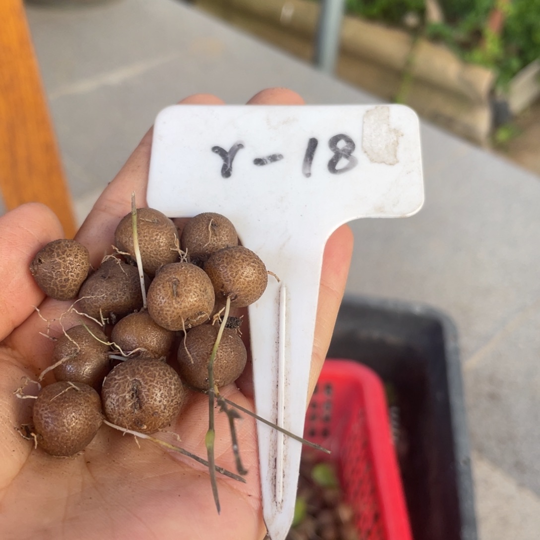 小***w南非龟甲龙小苗，客户专拍