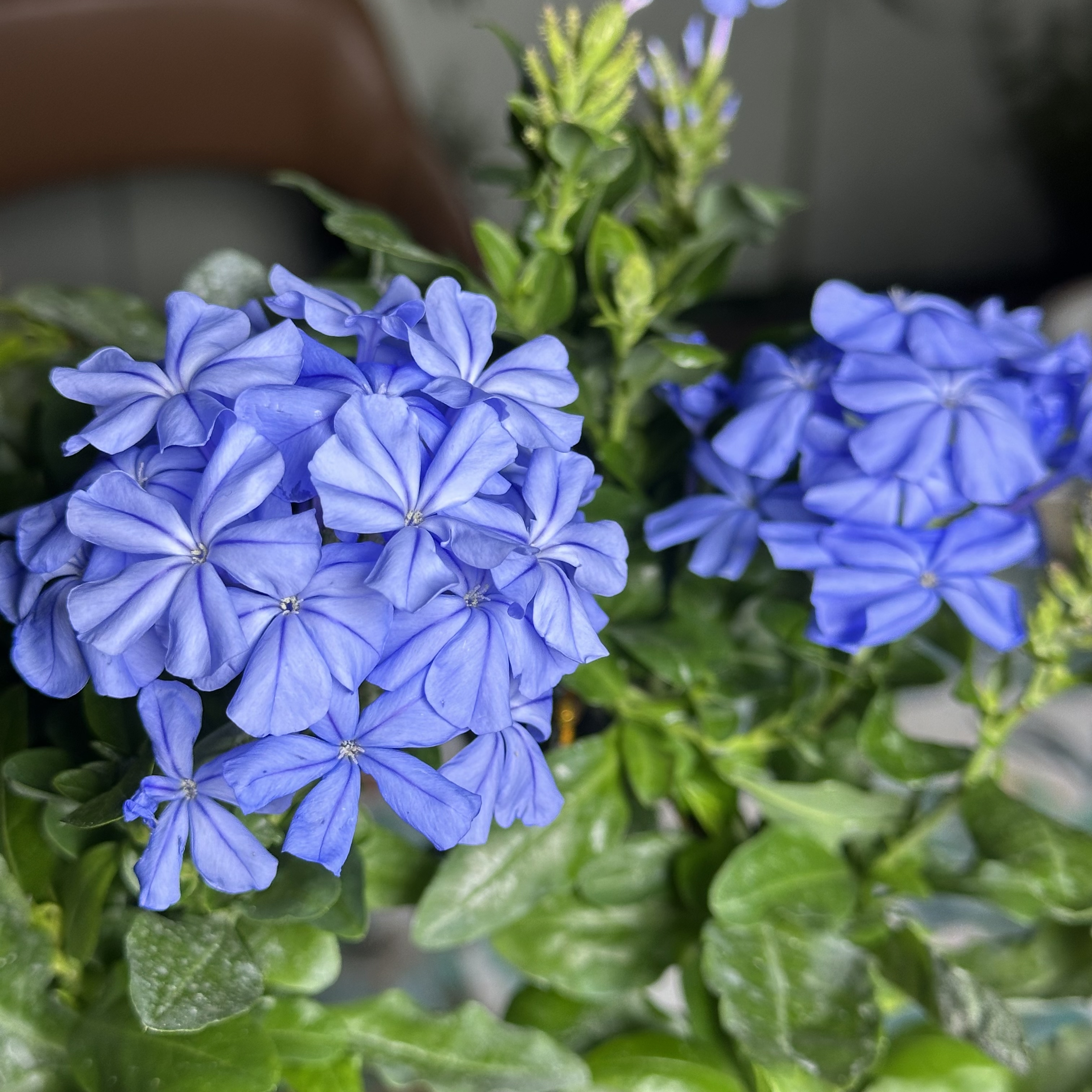 【新疆包邮】蓝雪花