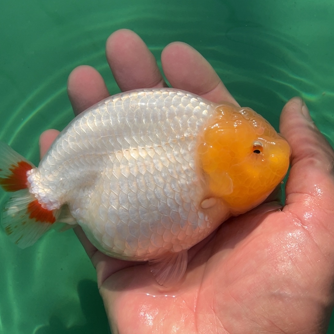 金鱼999999999999999999